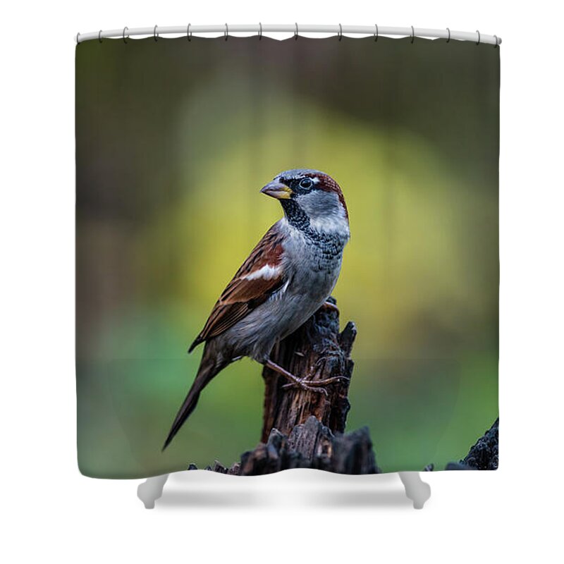House Sparrow Shower Curtain featuring the photograph House sparrow in the spot by Torbjorn Swenelius