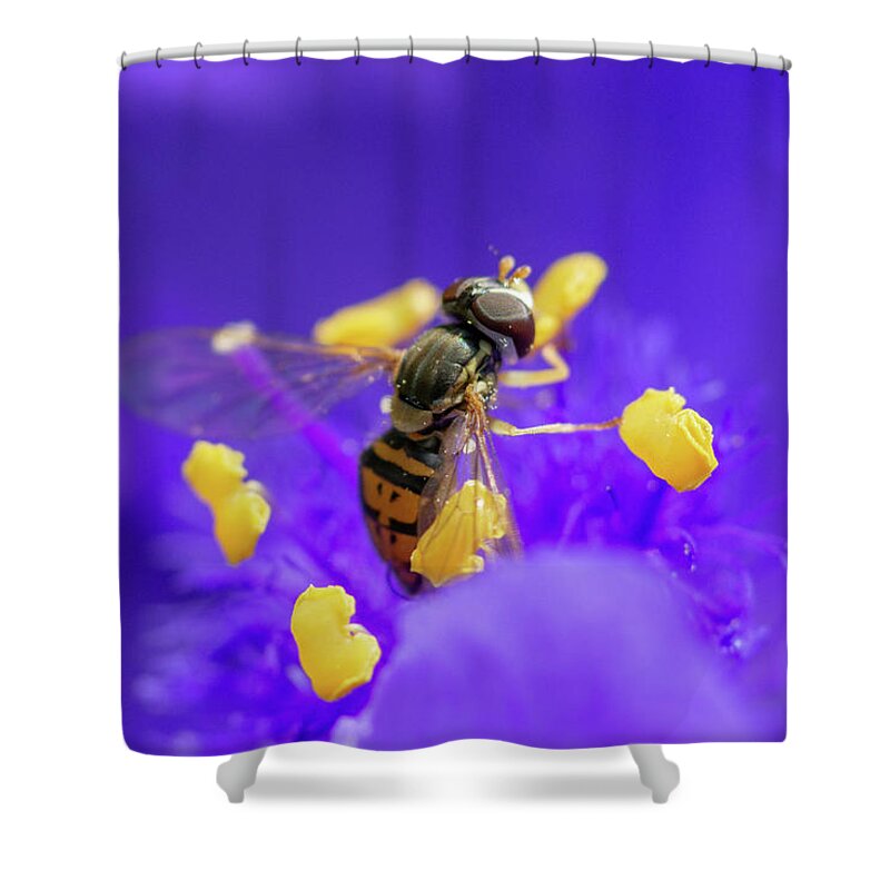 Syrphidae Shower Curtain featuring the photograph Hoverfly on a Purple Plant by Crystal Wightman