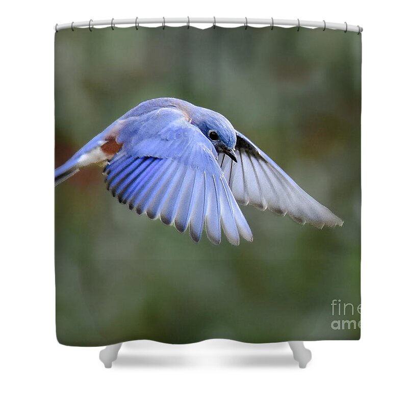 Bluebird Shower Curtain featuring the photograph Hovering Bluebird by Amy Porter