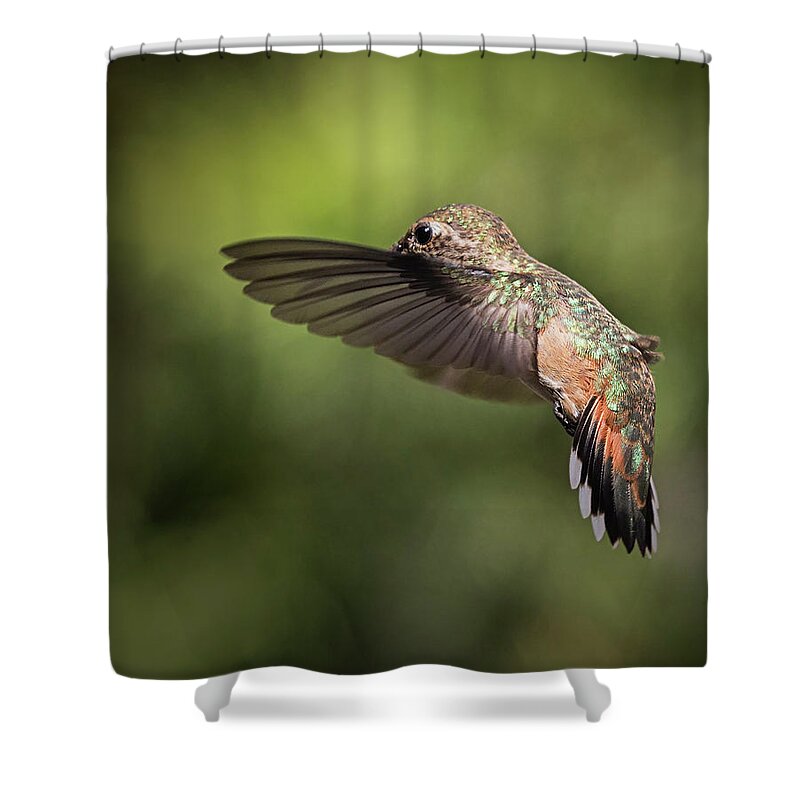 Hummer Shower Curtain featuring the photograph Hummer 8 by Endre Balogh