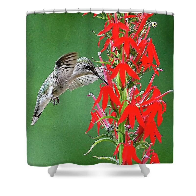 Hummingbird Shower Curtain featuring the photograph Hummer on Cardinal Flower by William Jobes