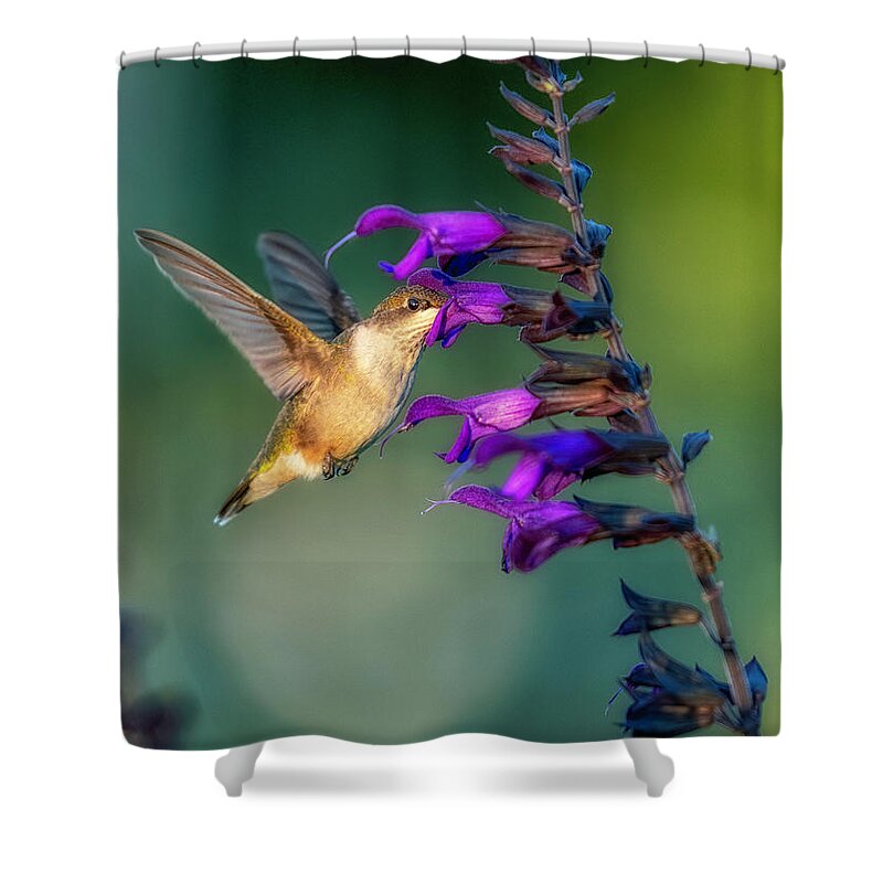 Hummingbird Shower Curtain featuring the photograph Hummingbird by Bill Frische