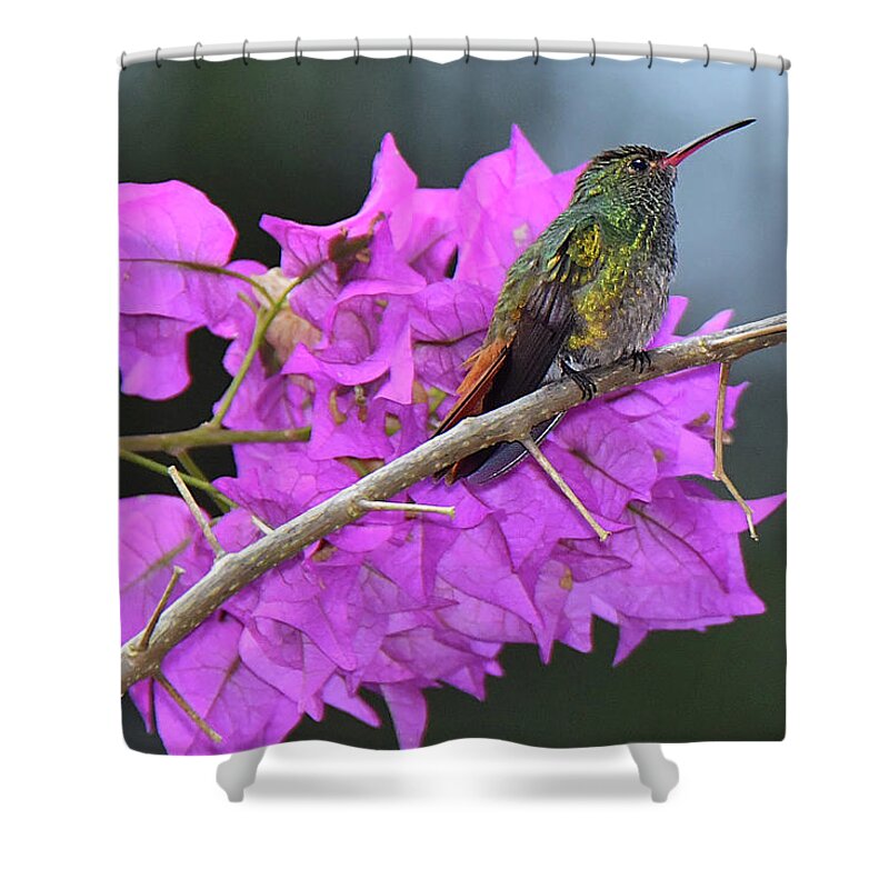 Hummingbird Shower Curtain featuring the photograph Hummingbird by Bougainvillea by Alan Lenk