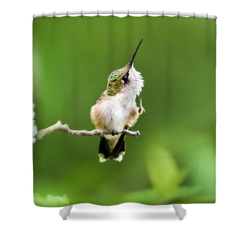 Hummingbird Shower Curtain featuring the photograph Hummingbird Flexibility by Christina Rollo