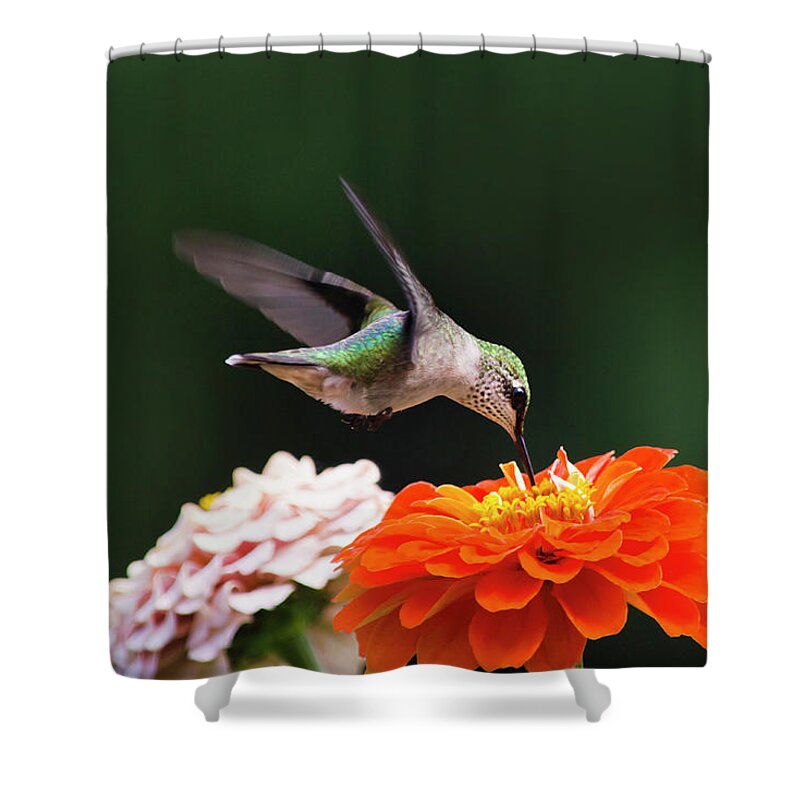 Hummingbird Shower Curtain featuring the photograph Hummingbird in Flight with Orange Zinnia Flower by Christina Rollo