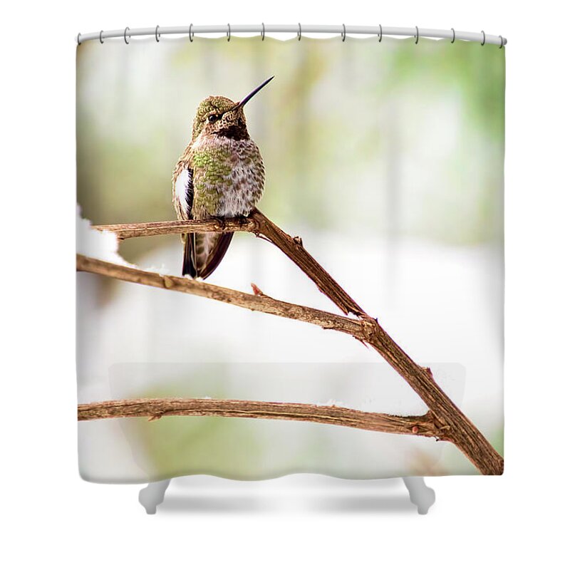 Annas Hummingbird Shower Curtain featuring the photograph Hummingbird on Snowy Branch by Peggy Collins