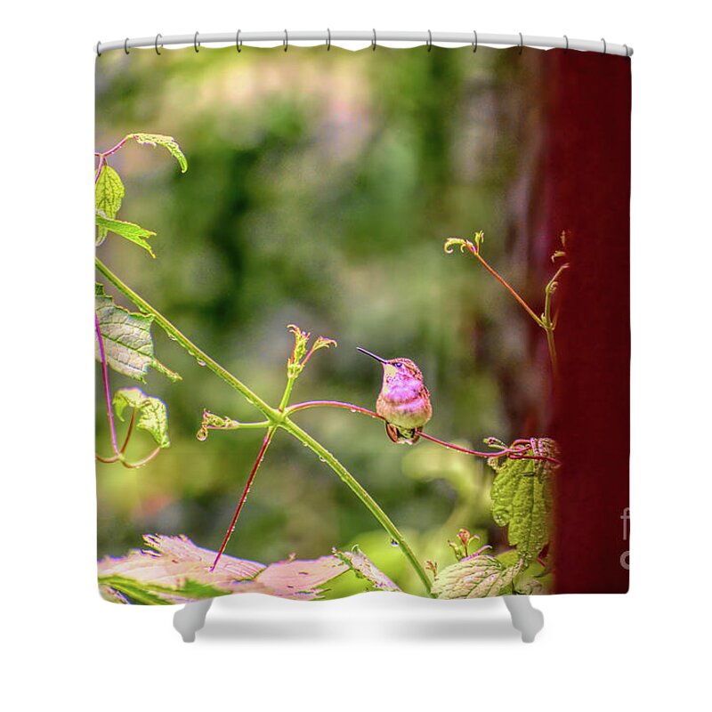 Hummingbird Shower Curtain featuring the photograph Hummingbird Through a Porch Railing by Rebecca Carr