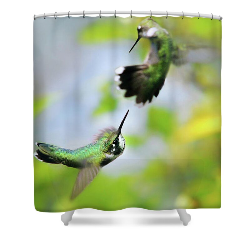 Hummingbirds Shower Curtain featuring the photograph Hummingbirds Ensuing Battle by Christina Rollo