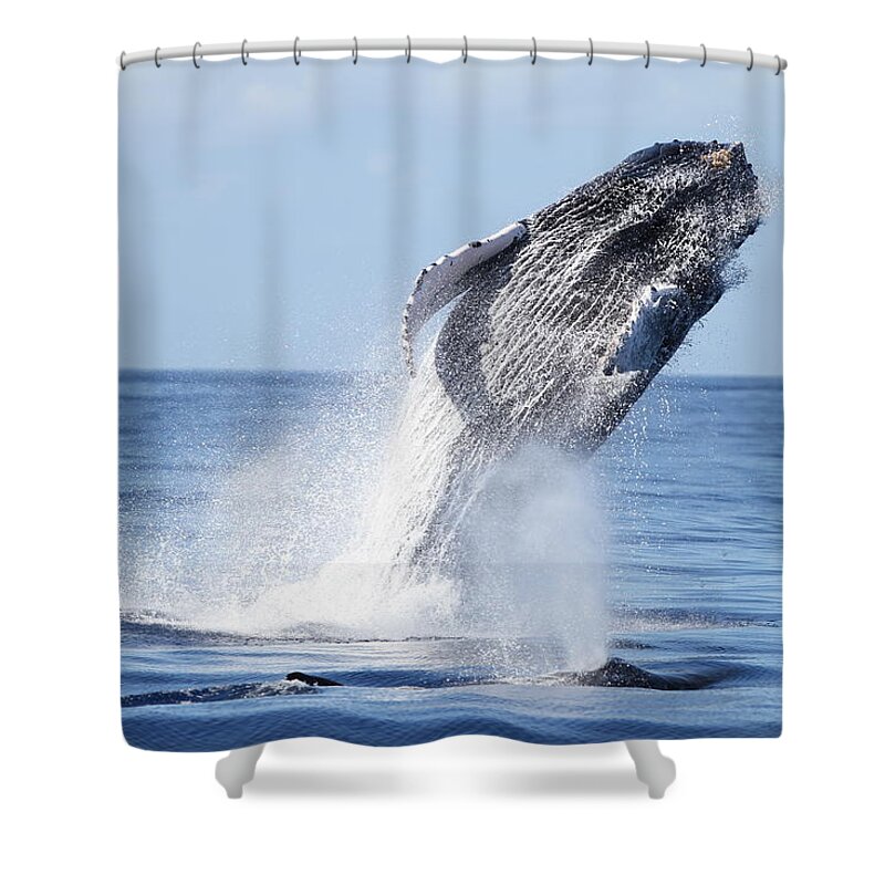 Taking Off Shower Curtain featuring the photograph Humpback Breach by Adwalsh