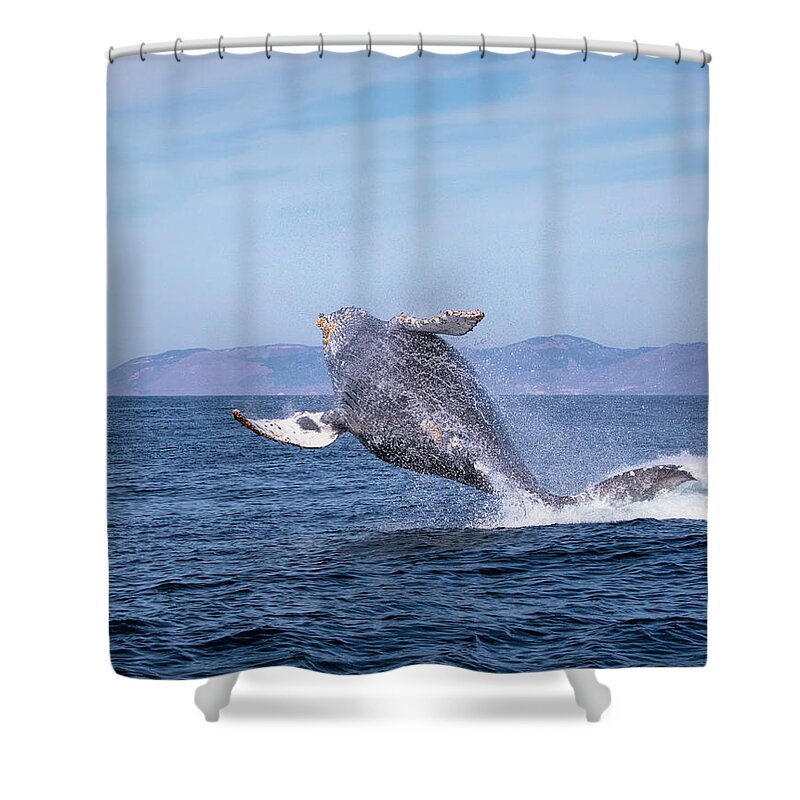 California Shower Curtain featuring the photograph Humpback Breaching - 03 by Cheryl Strahl
