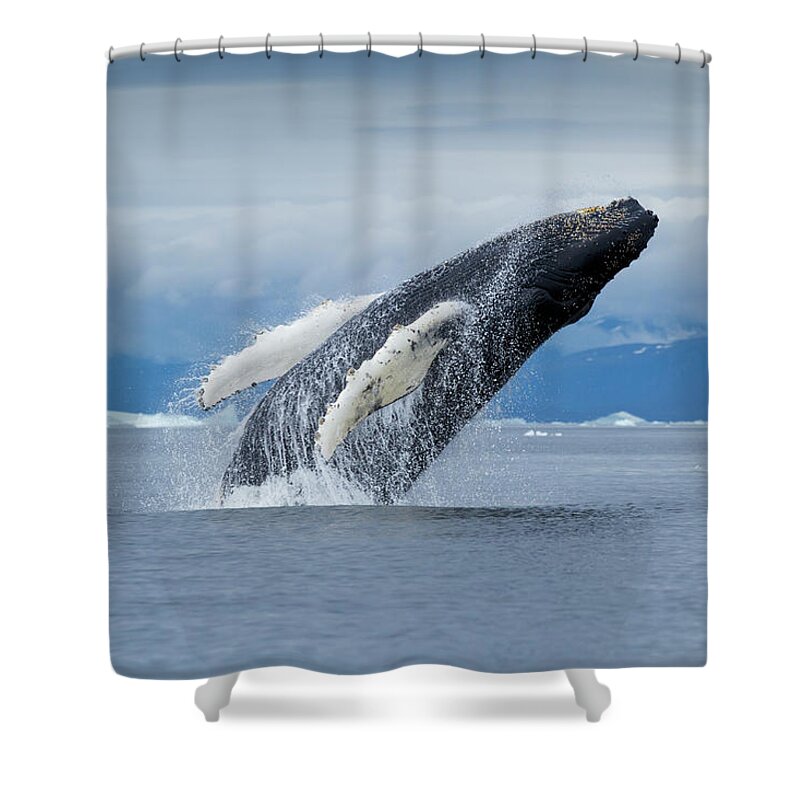 Iceberg Shower Curtain featuring the photograph Humpback Whale Breach, Disko Bay by Paul Souders