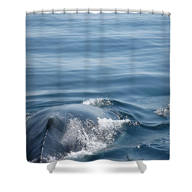 Diving Into Water Shower Curtain featuring the photograph Humpback Whale by Daniel Muller