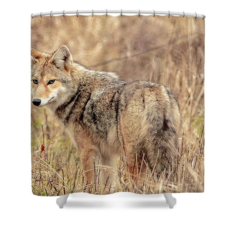  Shower Curtain featuring the photograph Hungry and Looking by Marcy Wielfaert