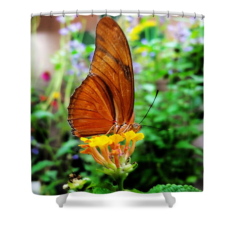 Butterfly Shower Curtain featuring the mixed media Hungry Orange Butterfly by Ally White