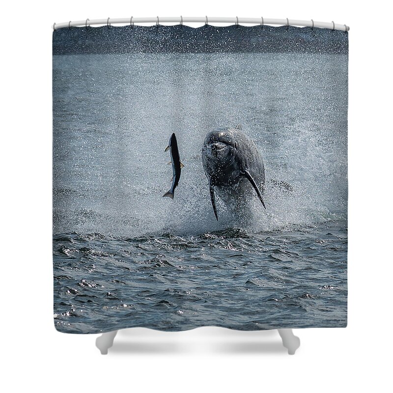 Dolphin Shower Curtain featuring the photograph Hunting Bottlenose Dolphin by Andreas Berthold