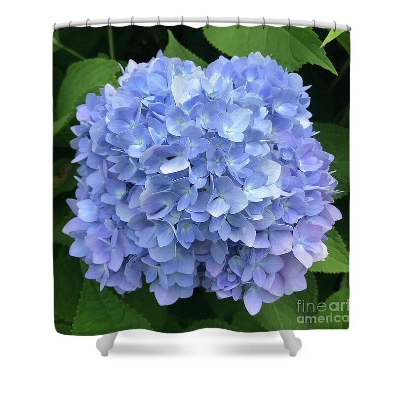Hydrangea Shower Curtain featuring the photograph Hydrangea 4 by Amy E Fraser