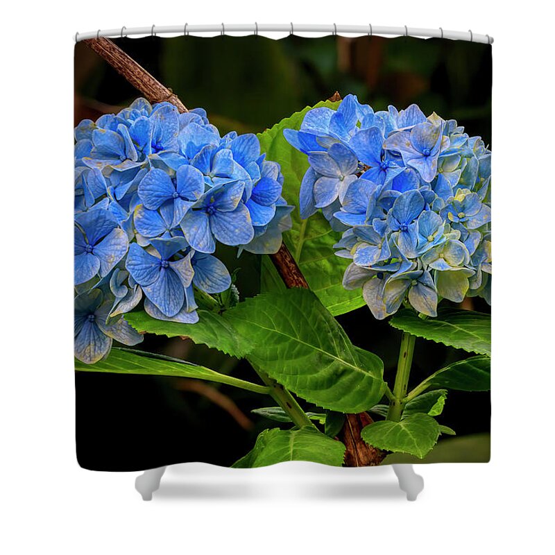 Floral Shower Curtain featuring the photograph Hydrangea In Bloom by JASawyer Imaging