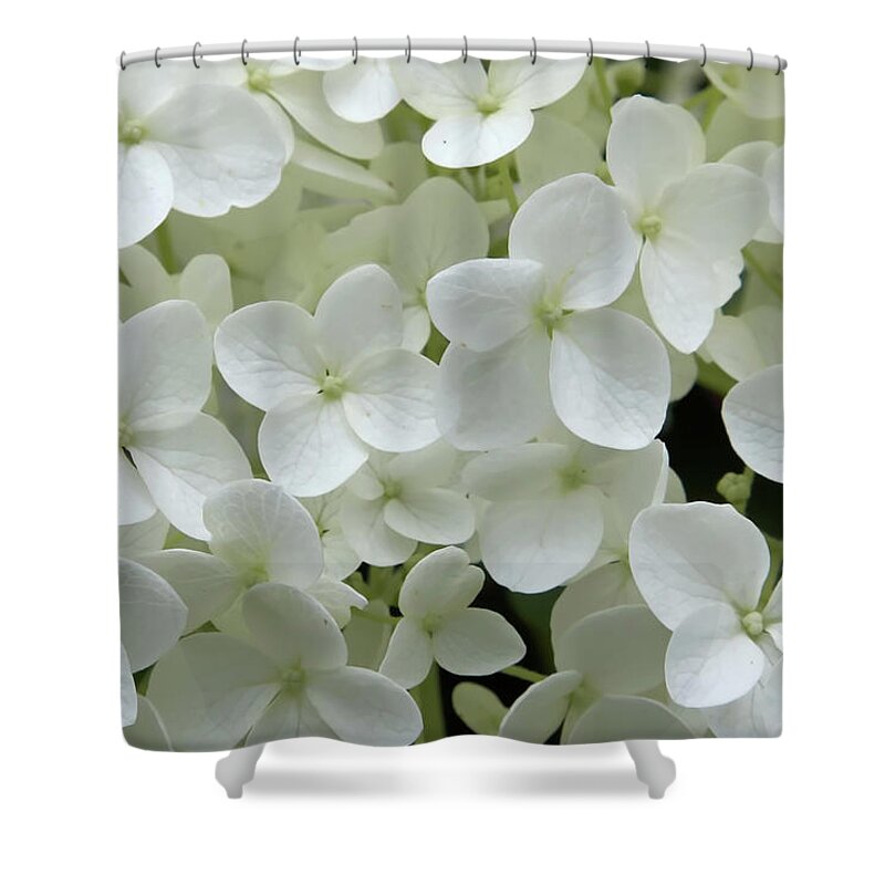 Petal Shower Curtain featuring the photograph Hydrangea - White by Bikec