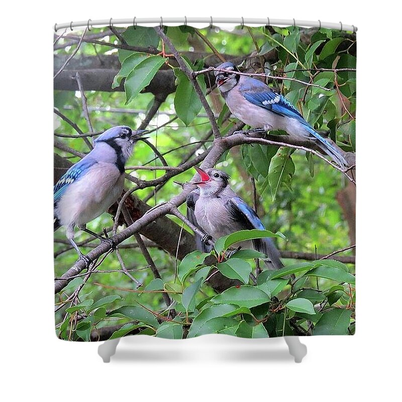 Blue Jays Shower Curtain featuring the photograph I Fed Him Last Time by Linda Stern