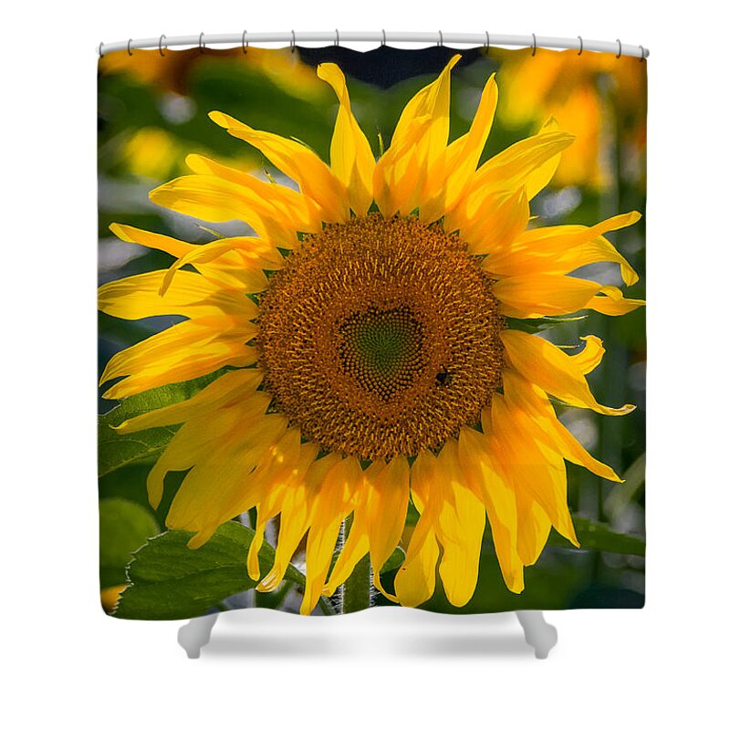Heart Shower Curtain featuring the photograph I Heart Sunflowers by Linda Bonaccorsi