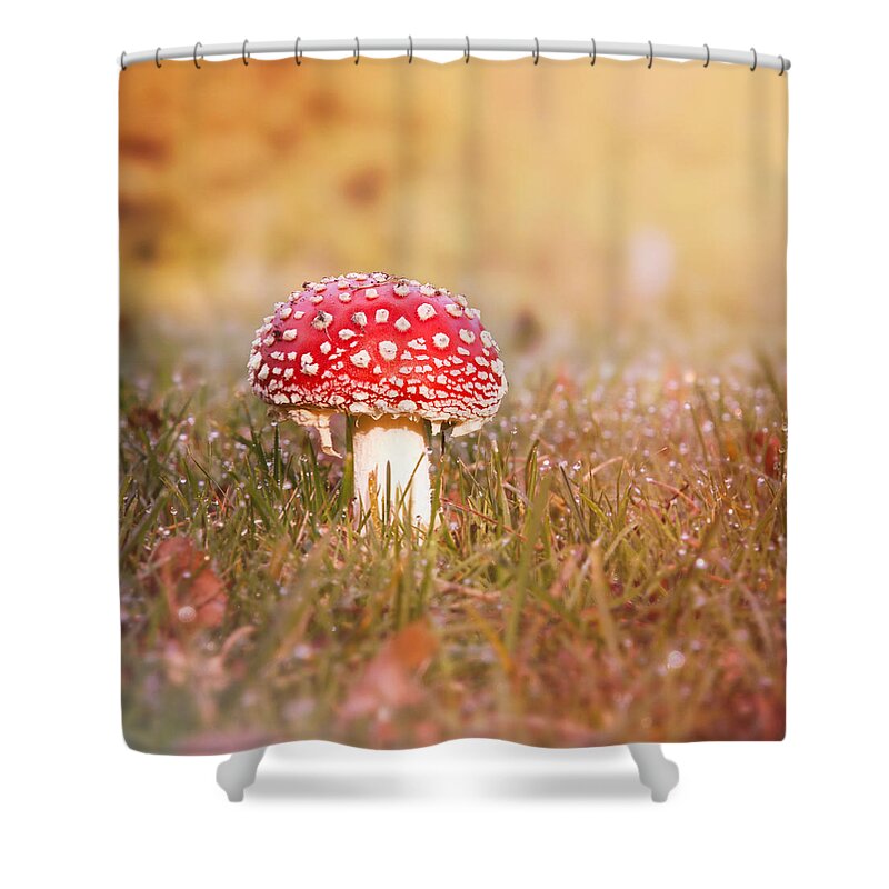 Toadstool Shower Curtain featuring the photograph I know the place by Jaroslav Buna