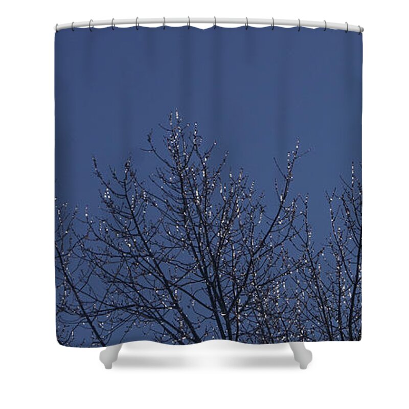 Nature Shower Curtain featuring the photograph Ice Tree by Robert E Alter Reflections of Infinity