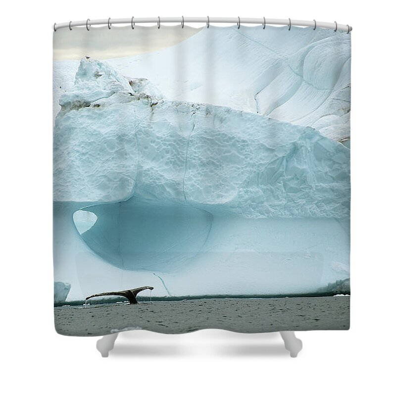 Arctic Shower Curtain featuring the photograph Iceberg and Whale Tail by Minnie Gallman