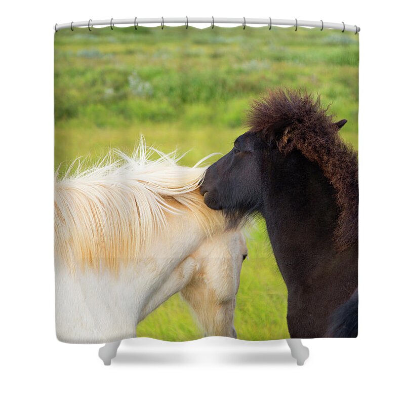 Tranquility Shower Curtain featuring the photograph Iceland Ponies by Grant Faint