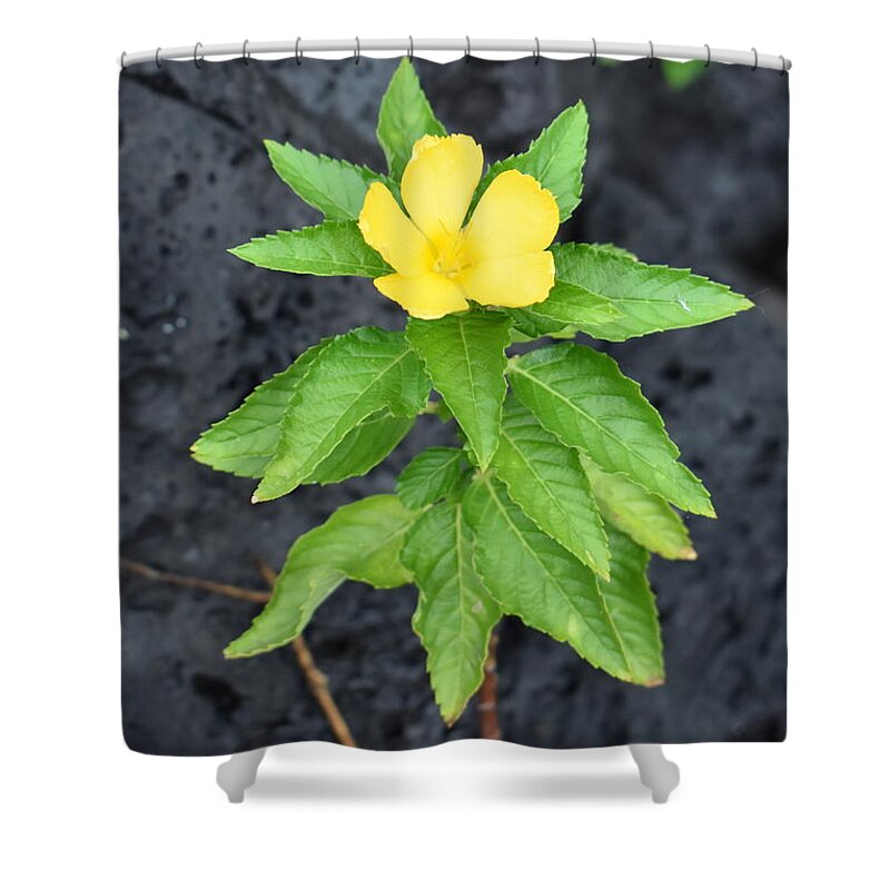 `ilima Shower Curtain featuring the photograph Ilima by Anjanette Douglas