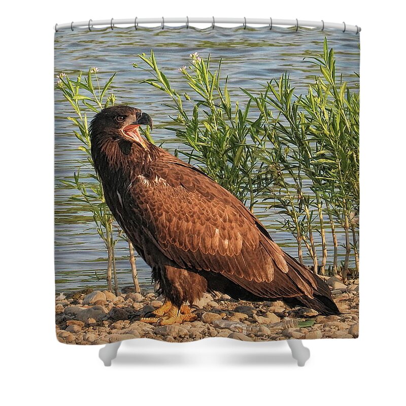  Shower Curtain featuring the photograph I'm Hungry, Mom by Jack Wilson