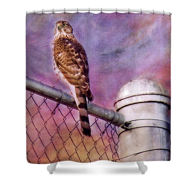Sparrow Hawk Shower Curtain featuring the digital art I'm Keeping my Eyes on You by Rhonda Strickland