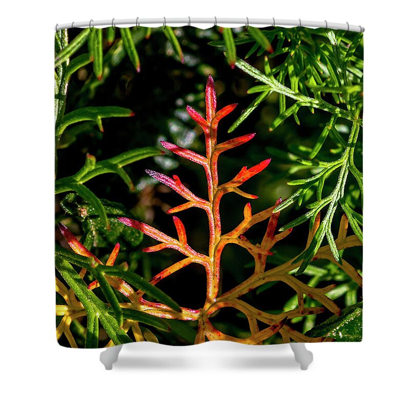 Green Shower Curtain featuring the photograph In a sea of green by Shawn Jeffries