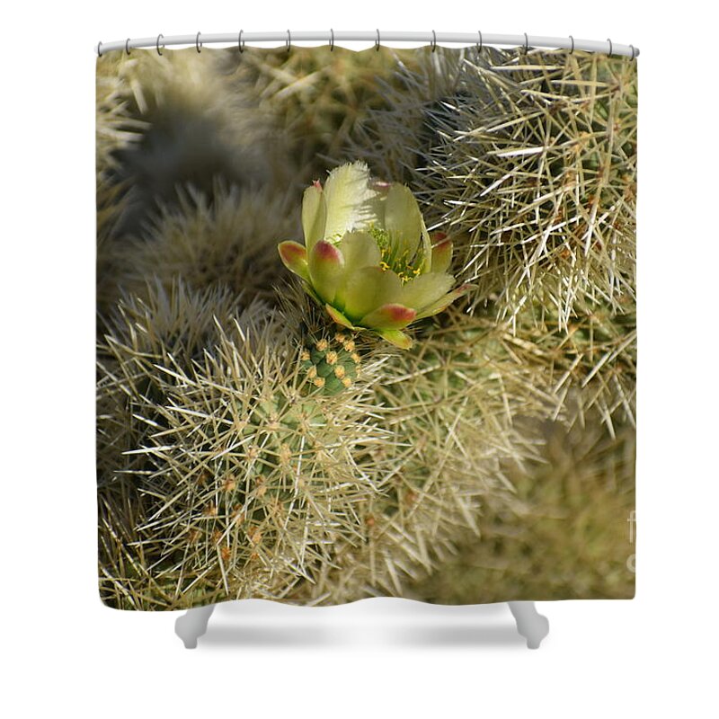 Teddy Bear Cholla Shower Curtain featuring the photograph In The Arms Of A Teddy Bear by Janet Marie