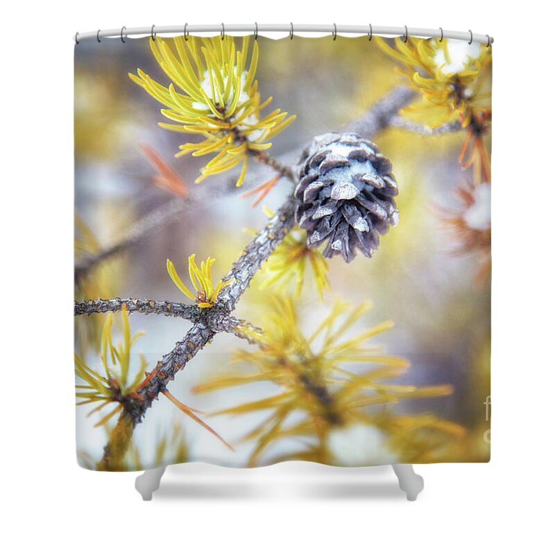 Pine Tree Shower Curtain featuring the photograph In the Pines by Becqi Sherman