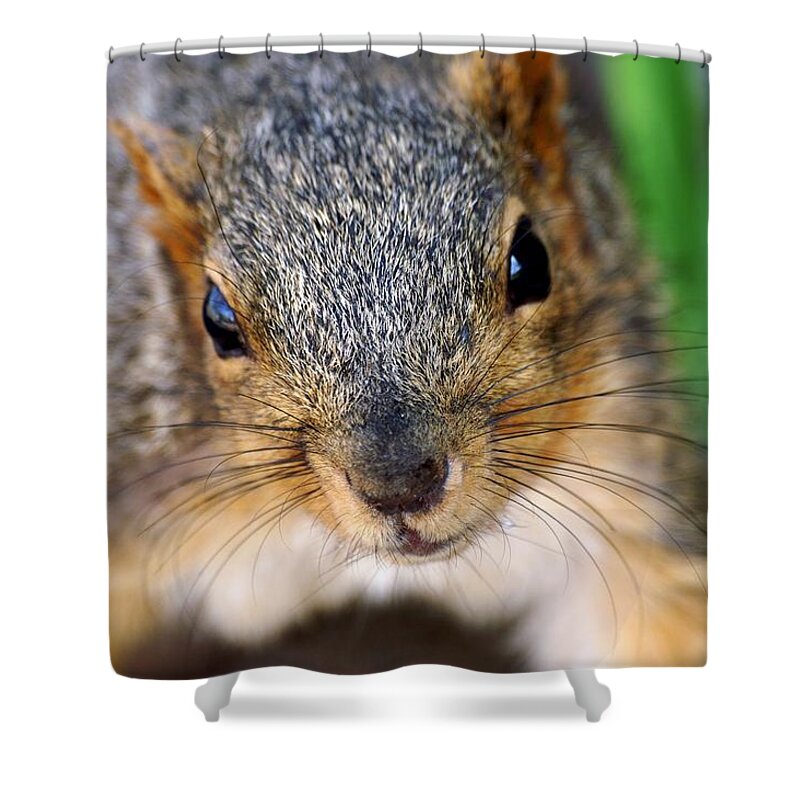 Fox Squirrel Shower Curtain featuring the photograph In Your Face Fox Squirrel by Don Northup