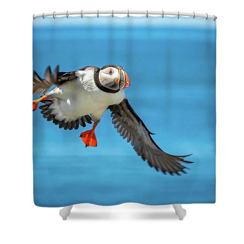 Atlantic Puffin Shower Curtain featuring the photograph Incoming Puffin by Colin Chase