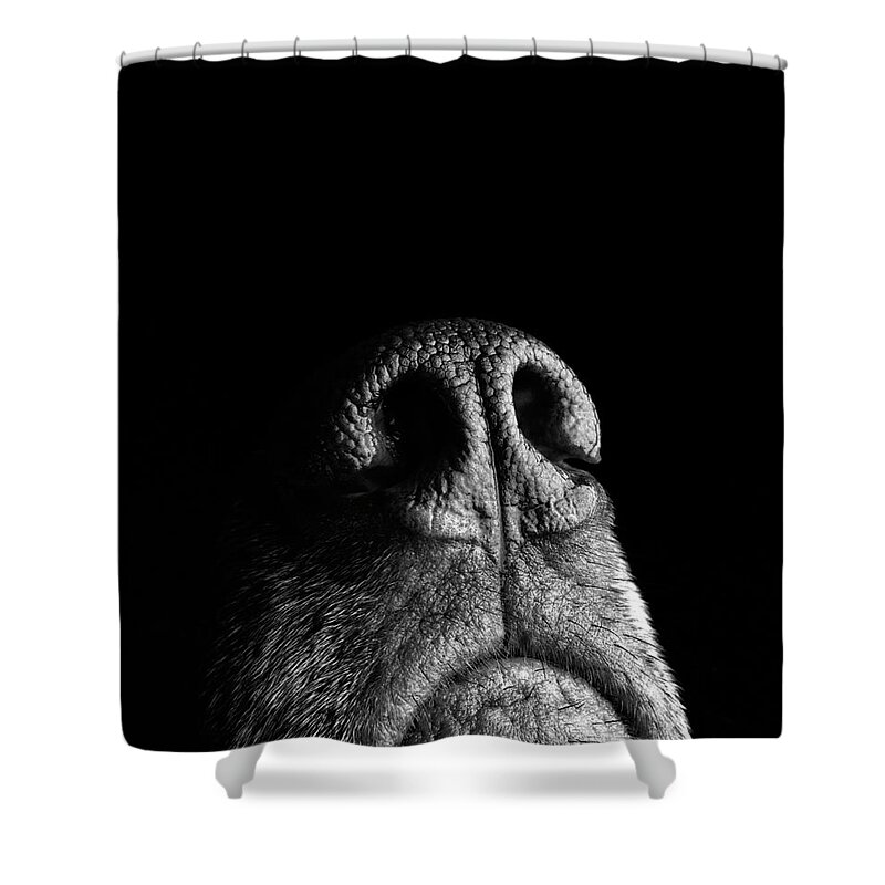 Animal Nose Shower Curtain featuring the photograph Incredibly Sensitive Nose Of A Dog by Digi guru