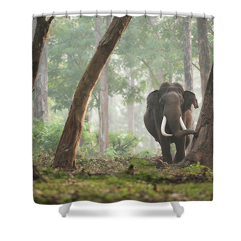 Animal Themes Shower Curtain featuring the photograph Indian Elephant by Sachin Vijayan Photography