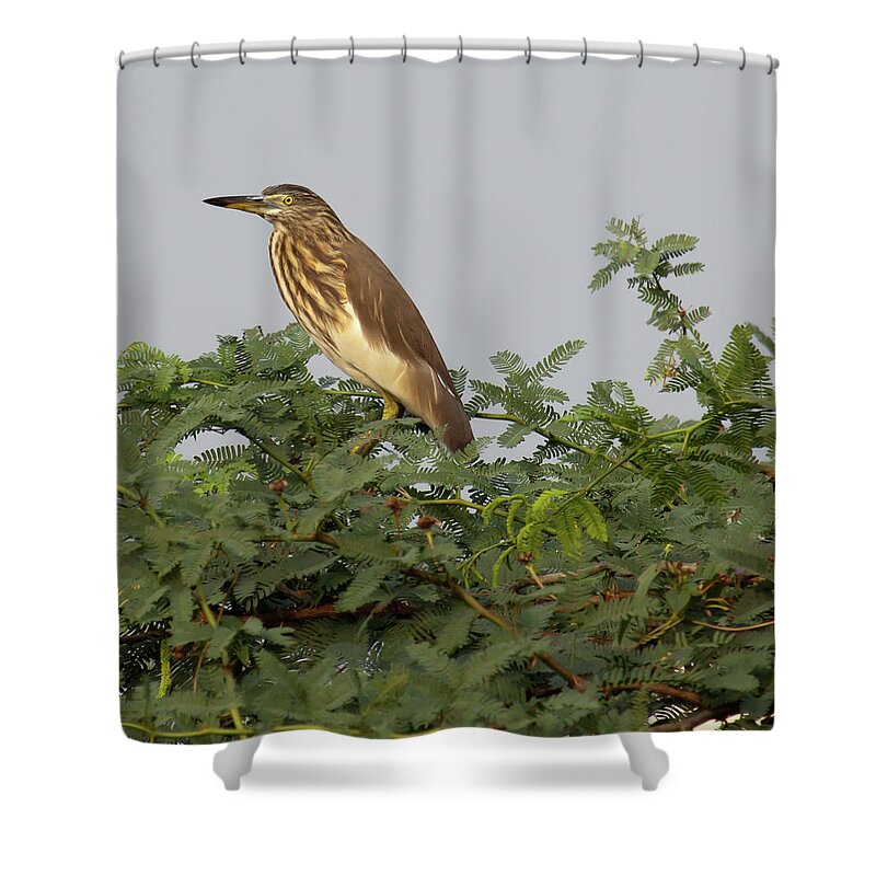 Animal Themes Shower Curtain featuring the photograph Indian Pond Heron In Tree by Photographer; John K Davies