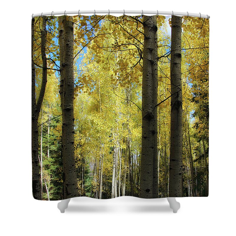 Trees Shower Curtain featuring the photograph Inspirations by Elaine Malott