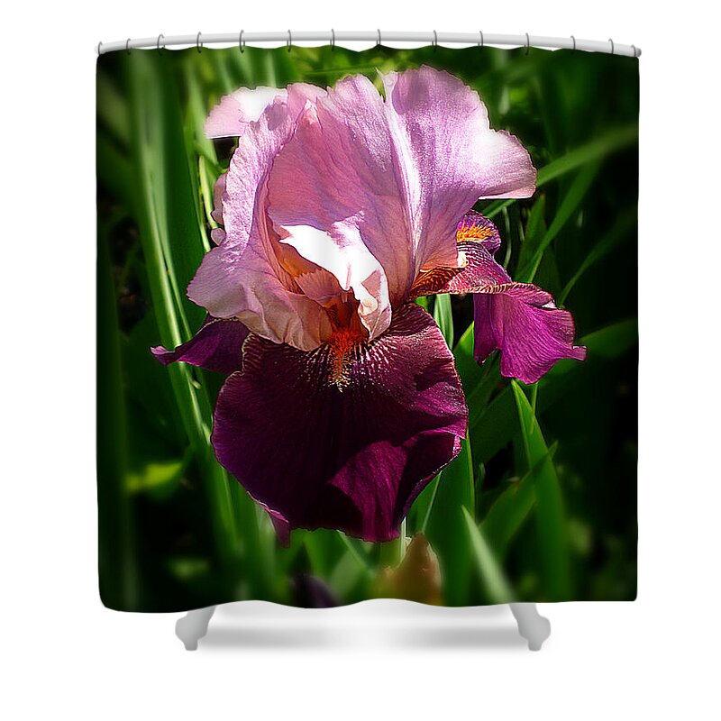 Pink Bearded Iris Shower Curtain featuring the photograph Iris in Pink and Violet by Mike McBrayer