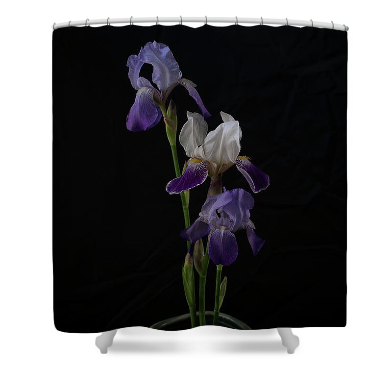 Flowers Shower Curtain featuring the photograph Iris Trilogy by Vicky Edgerly