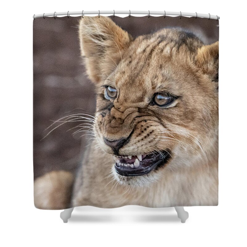 Lion Shower Curtain featuring the photograph Irritated Lion Cub by Mark Hunter