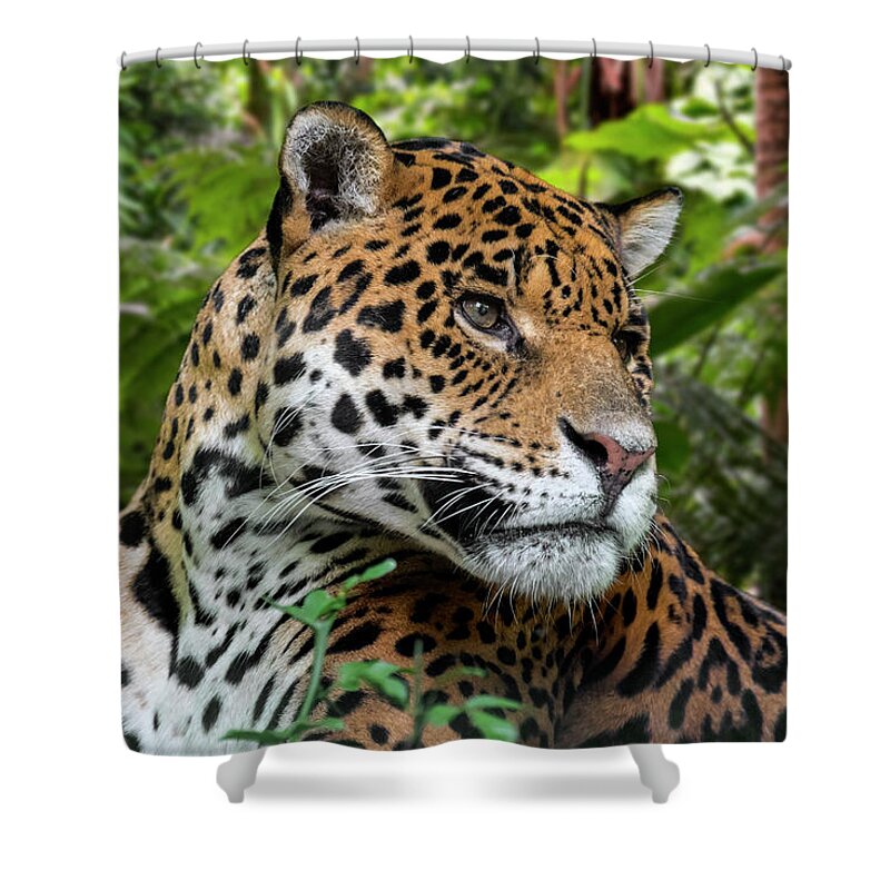 Jaguar Shower Curtain featuring the photograph Jaguar by Arterra Picture Library