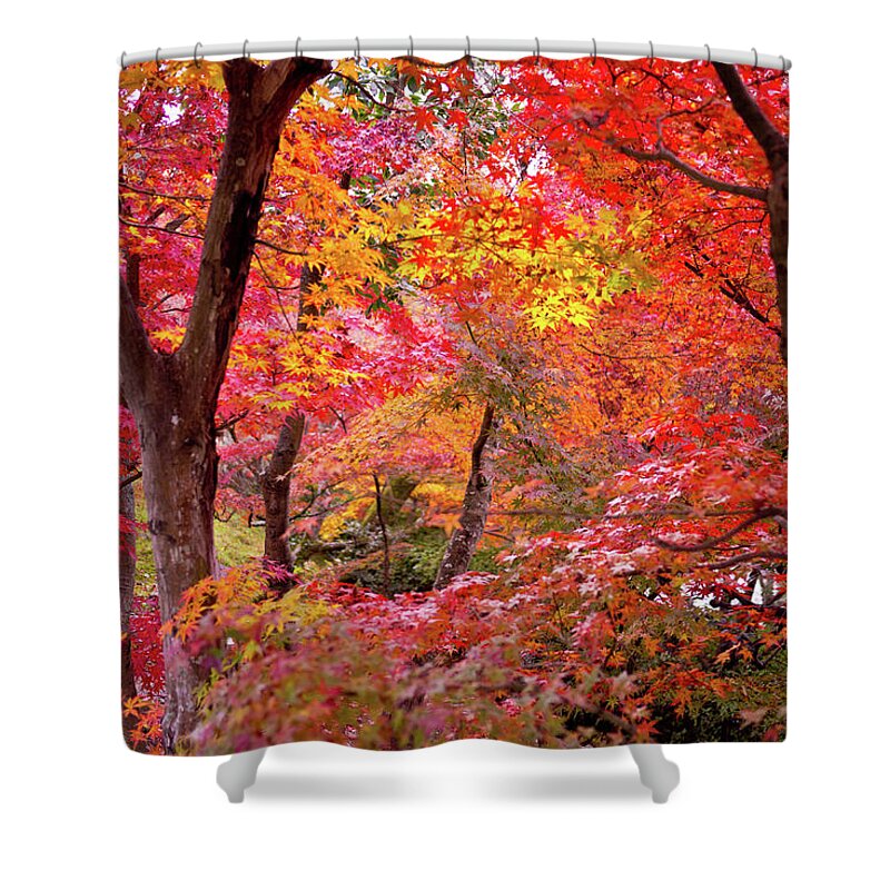 Nature Shower Curtain featuring the photograph Japanese Maple Trees by I Love Photo And Apple.