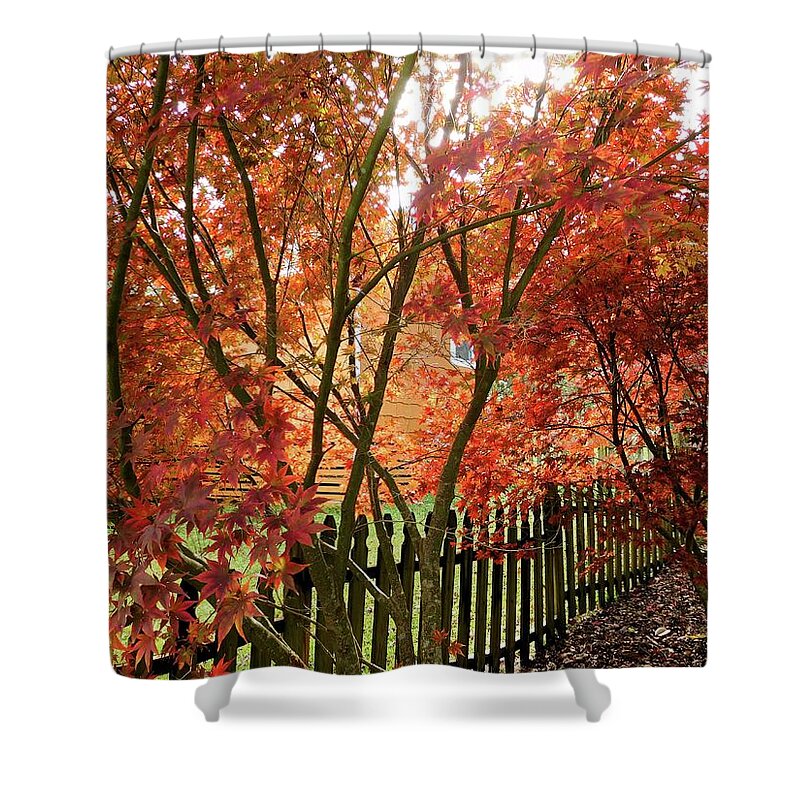 Tree Shower Curtain featuring the photograph Japanese Red Maples by Karen Stansberry