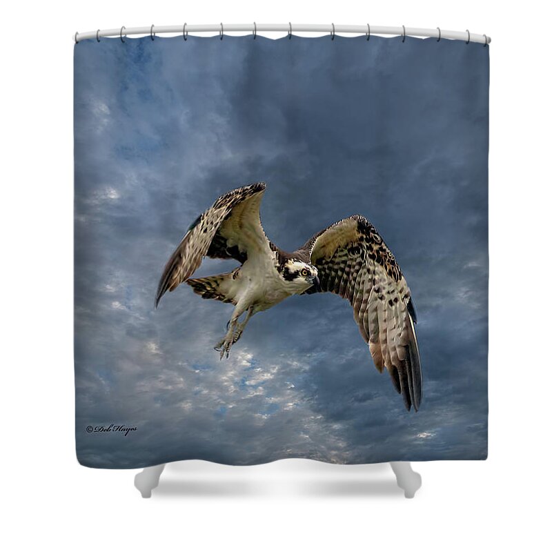 Ospreys Shower Curtain featuring the photograph Jekyll Osprey In-Flight by DB Hayes