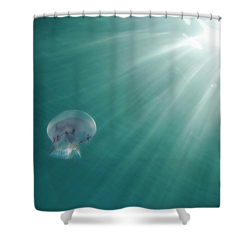 Underwater Shower Curtain featuring the photograph Jellyfish by Sameh Wassef