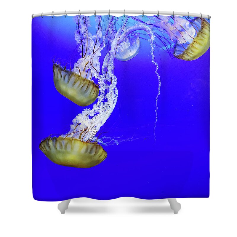 Jelly Shower Curtain featuring the photograph Jellys by Bob Cournoyer