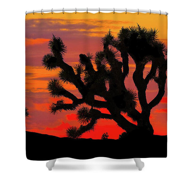 Arid Climate Shower Curtain featuring the photograph Joshua Tree at Sunset by Jeff Goulden